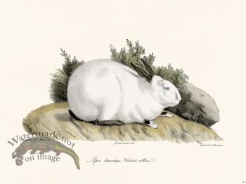 Cuvier 263 Domestic Rabbit